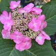 Twist-N-Shout Hydrangea Online Hot Sale