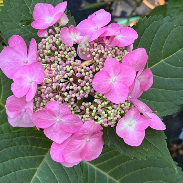 Twist-N-Shout Hydrangea Online Hot Sale