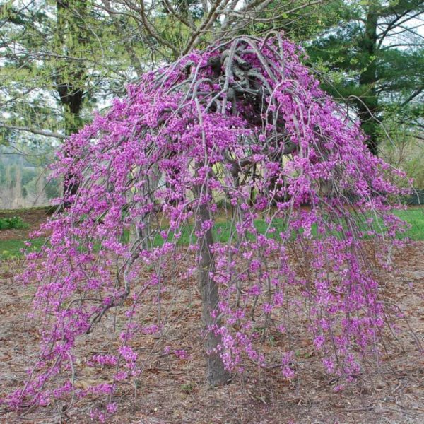 Weeping Redbud Tree Cheap