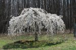 Weeping Yoshino Cherry Tree Sale