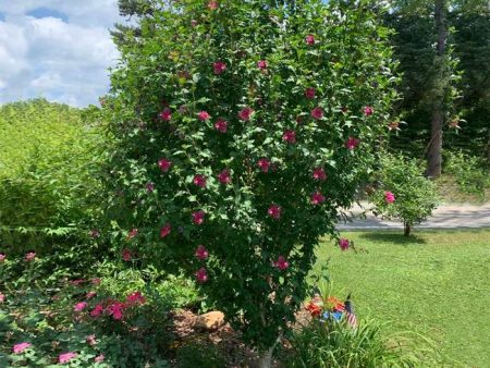 Variegated Lucy Red Althea (Tree Form) Online now