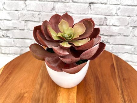 Stunning Crassulla Red Succulent -Good Gift Online Hot Sale