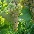 Vidal Blanc Grape Online now