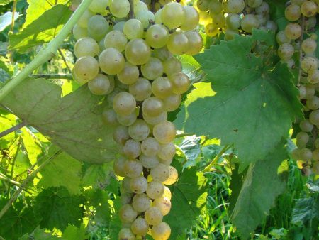 Vidal Blanc Grape Online now