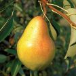 Bartlett Pear Tree For Cheap