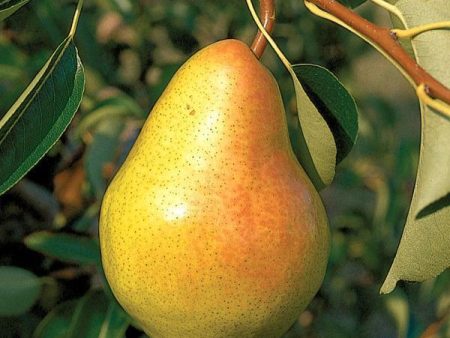 Bartlett Pear Tree For Cheap