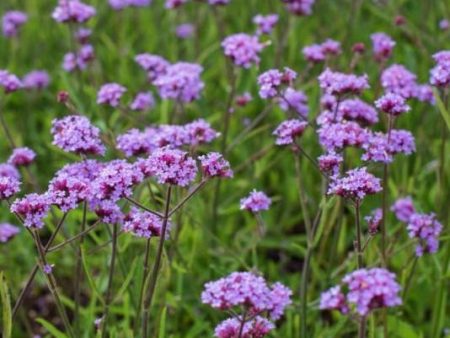 Verbena Bonariensis Lollipop Cheap