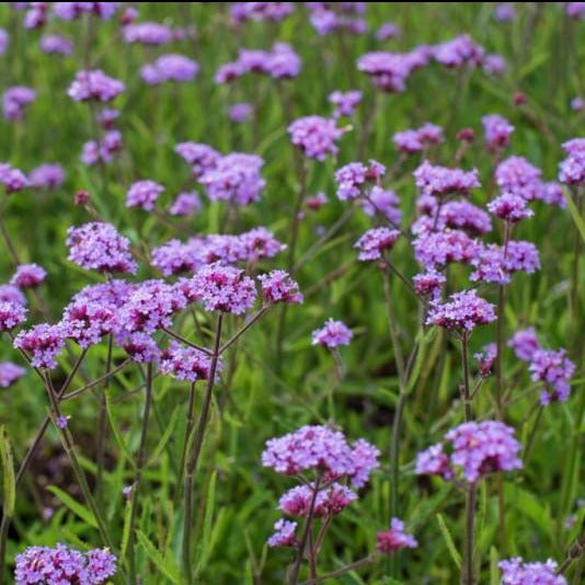 Verbena Bonariensis Lollipop Cheap