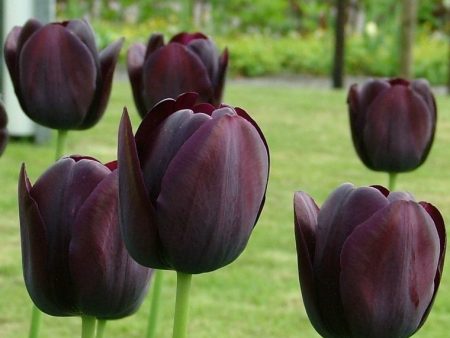 TULIP QUEEN of NIGHT Elegant Drama, Shades of Deep, Dark Purple Almost Black, Velvety Tulip Online Sale