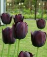 TULIP QUEEN of NIGHT Elegant Drama, Shades of Deep, Dark Purple Almost Black, Velvety Tulip Online Sale