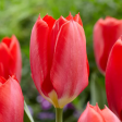 TULIP RED EMPEROR STUNNING Bright Fiery Red Blooms. One of the first tulips to bloom each year on Sale