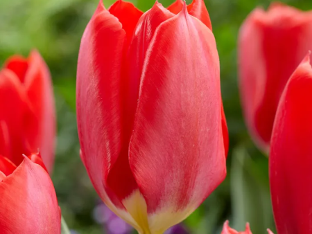 TULIP RED EMPEROR STUNNING Bright Fiery Red Blooms. One of the first tulips to bloom each year on Sale