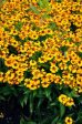 This Compact Variety Features Deep, with Golden-Yellow Blooms Fashion