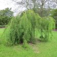 Weeping Bald Cypress Hot on Sale