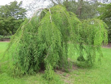 Weeping Bald Cypress Hot on Sale