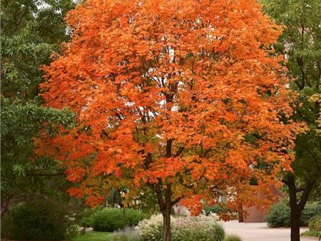 Sugar Maple Tree Online