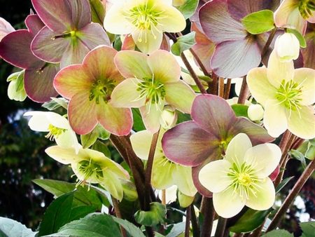 Winter Magic Candy Love Lenten Rose Online Sale