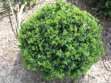 Titan Boxwood, Broadleaf Evergreen Shrub Hot on Sale