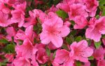 Girards Renee Michelle  Azalea, Deep Pink Blooms on Sale