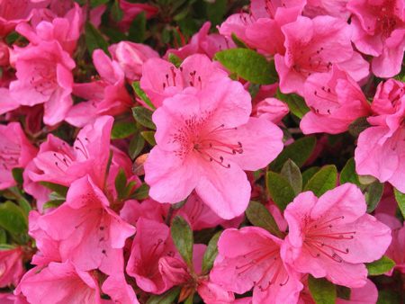 Girards Renee Michelle  Azalea, Deep Pink Blooms on Sale