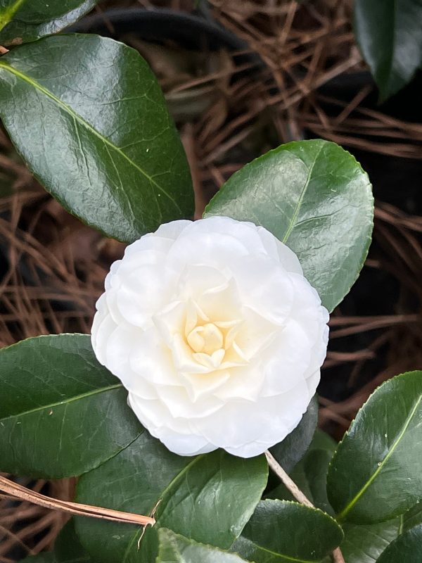 White By The Gate Camellia For Cheap