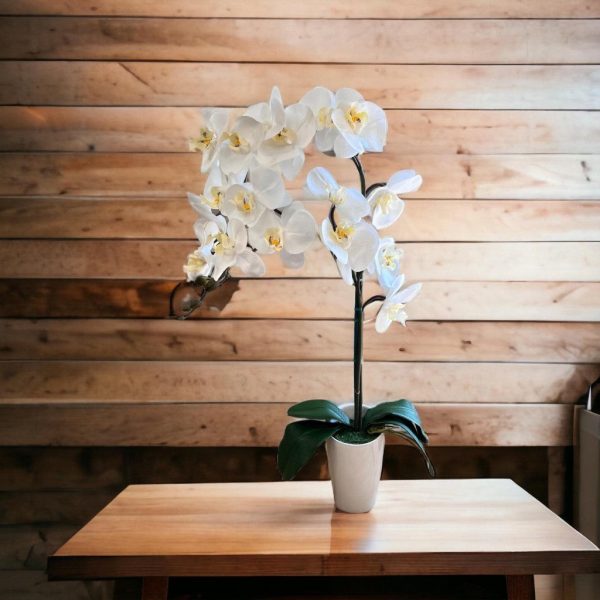 Stunning Orchids -Perfect Gift on Sale