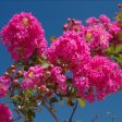 Tonto Crape Myrtle Online now