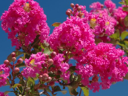 Tonto Crape Myrtle Online now