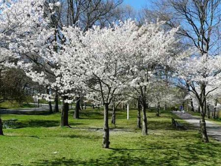 Yoshino Cherry Tree Sale