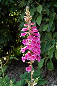 Digitalis Purpurea  Foxy  Foxglove Cheap