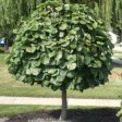 Weeping Redbud Tree Cheap