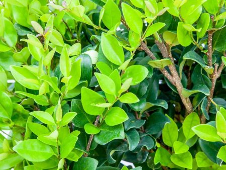 Wax Leaf Ligustrum Discount