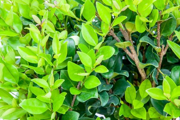 Wax Leaf Ligustrum Discount