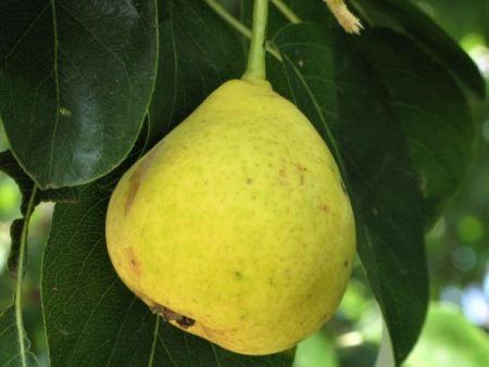 Orient Pear Tree For Cheap