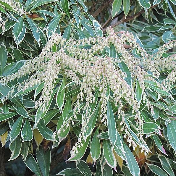 Variegated Pieris Online Sale