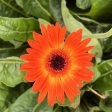 Gerbera Garvinea Sweet Sunset Daisy Online Sale