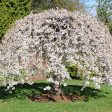 Weeping Yoshino Cherry Tree Sale