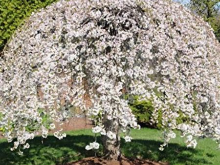 Weeping Yoshino Cherry Tree Sale