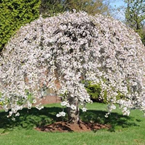 Weeping Yoshino Cherry Tree Sale