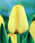 TULIP GOLDEN APELDOORN Wonderful Golden Yellow, Colossal Blooms, COMES BACK YEAR AFTER YEAR Online Sale