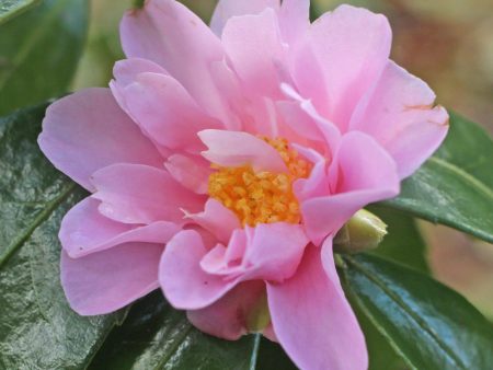 Winters Charm Camellia For Discount