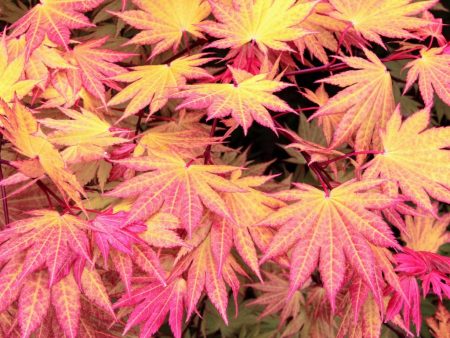 ‘Autumn Moon’ Japanese Maple Fashion