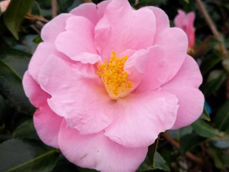 Arctic Dawn Camellia Hot on Sale