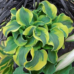 Thick Green Foliage with Bright Yellow Ruffled Edges 10 count flat of 4.33  pots For Discount