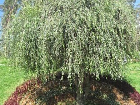 Weeping Willow Tree on Sale