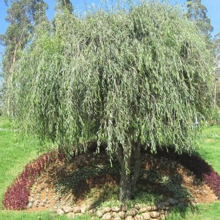 Weeping Willow Tree on Sale