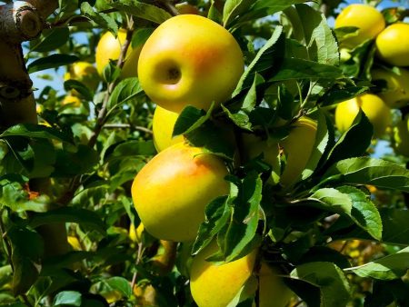 Yellow Delicious Apple Tree Online