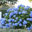 Summer Times Blue Hydrangea Online