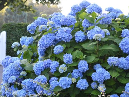 Summer Times Blue Hydrangea Online