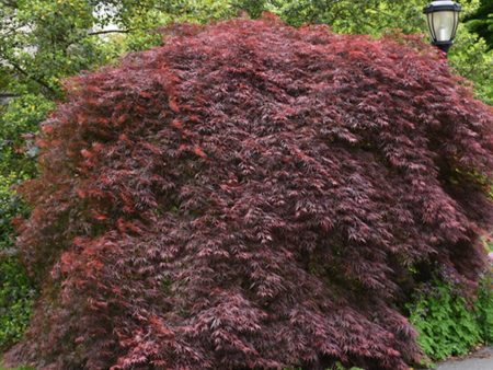 Tamukeyama Japanese Maple Online Sale